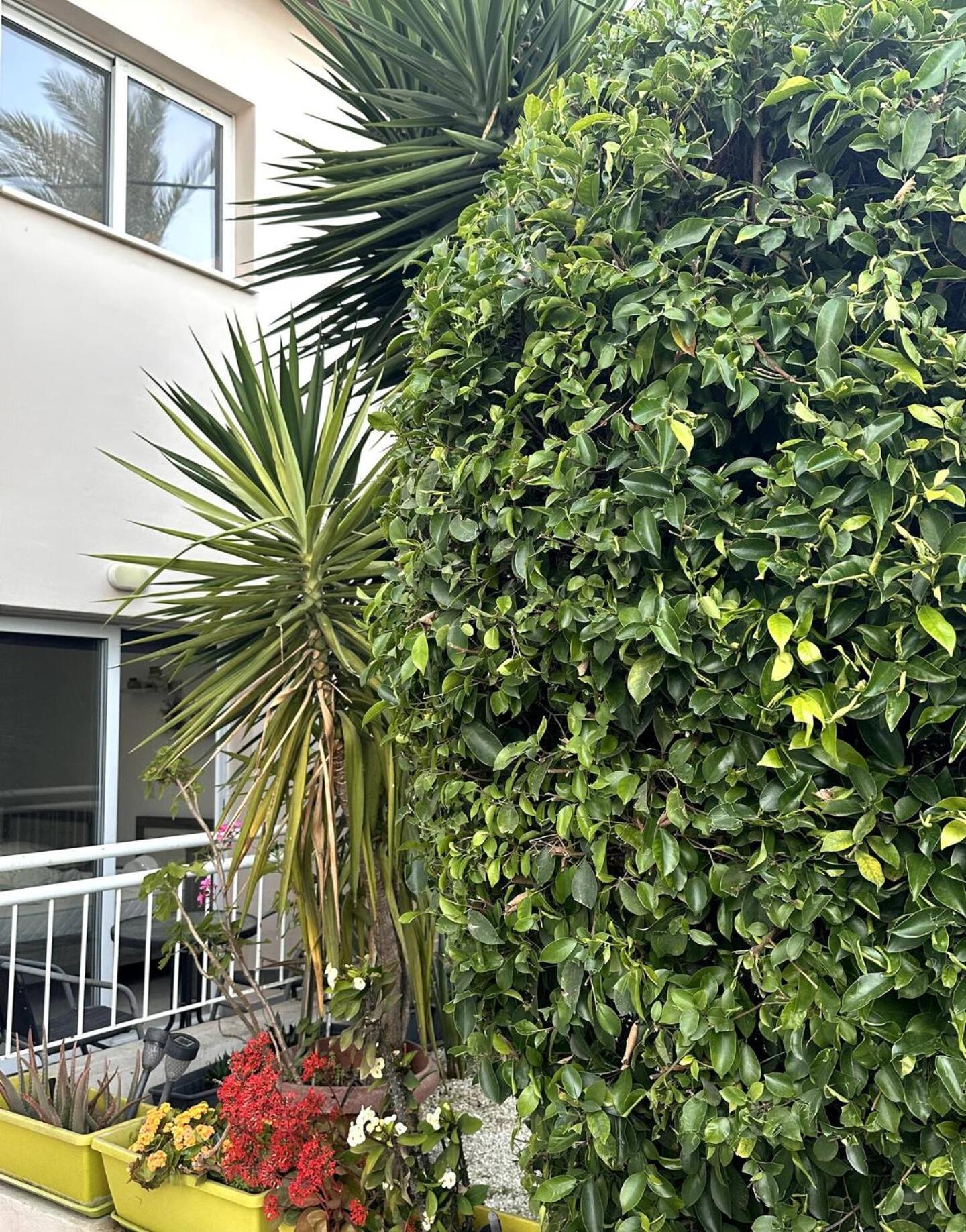Olymbos Garden Apartment IV アヤナパ エクステリア 写真